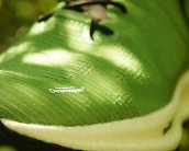  廠家代理直銷科思創(chuàng)Desmopan TPU 1050D塑料